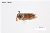 藏品(尖翅蛾科)的圖片